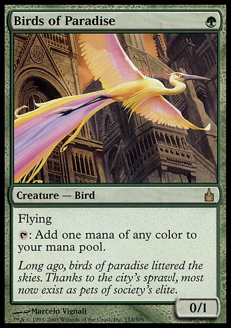 Hovedbilde Birds of Paradise