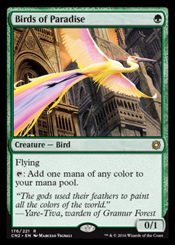 Birds of Paradise