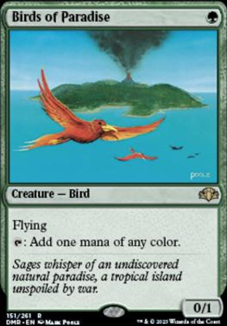 Hovedbilde Birds of Paradise